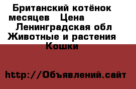 Британский котёнок 8 месяцев › Цена ­ 15 000 - Ленинградская обл. Животные и растения » Кошки   